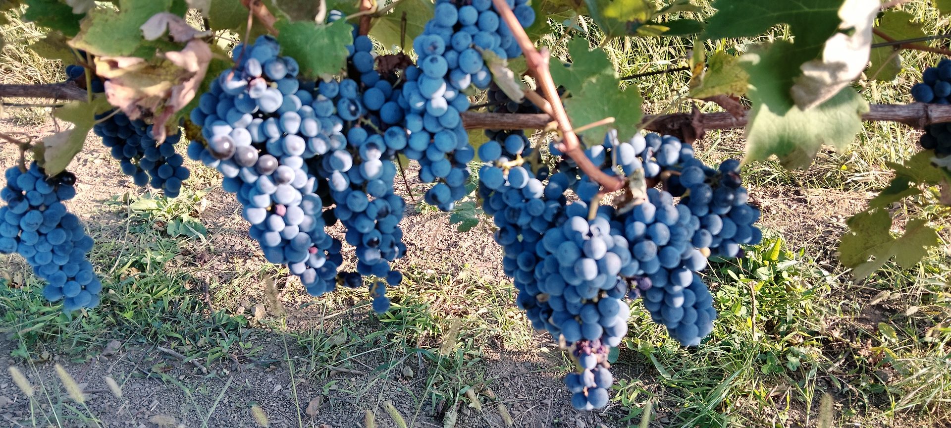 Vinograd ob sončnem zahodu